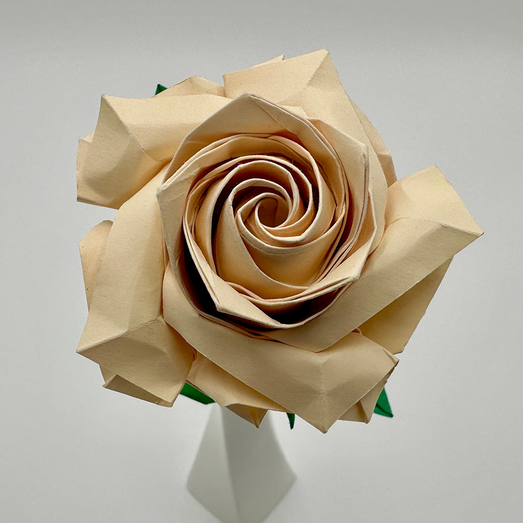 Cream Japanese Hybrid Tea Rose